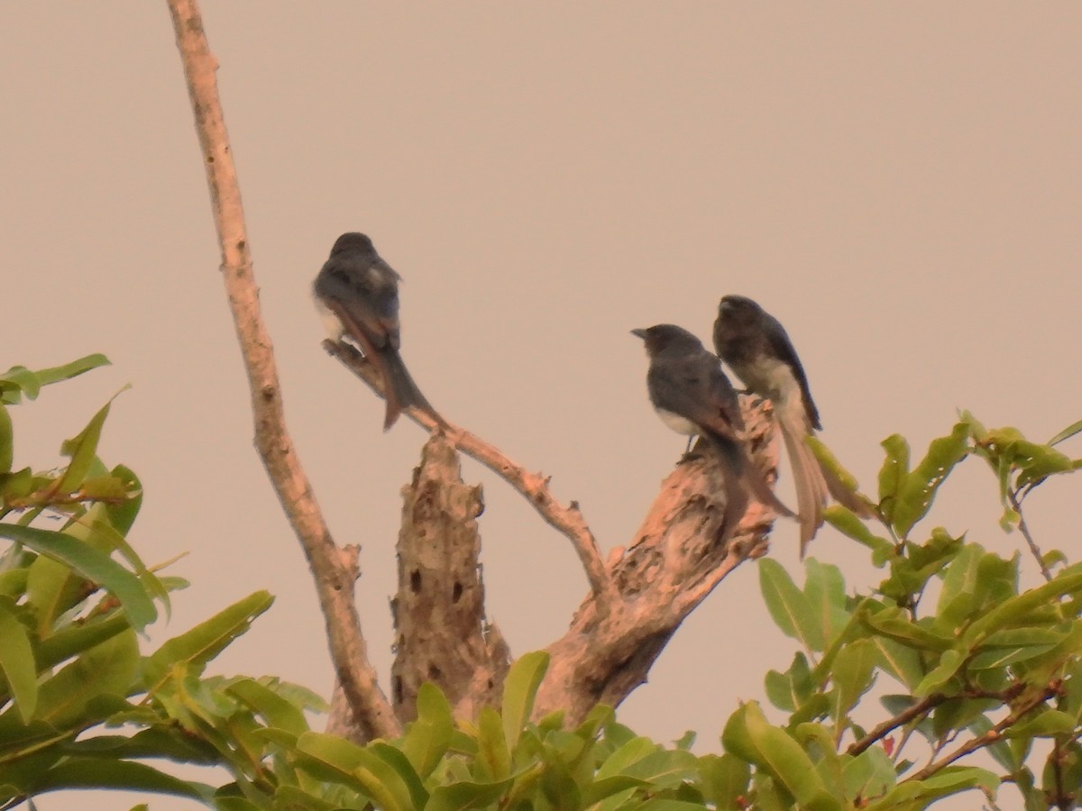 White-bellied Drongo - ML593913991