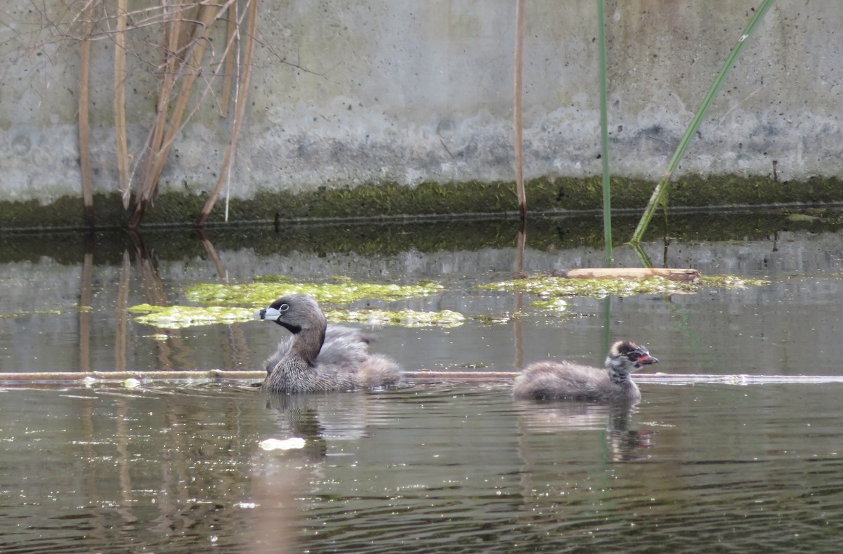 Pied-billed Grebe - ML59391421