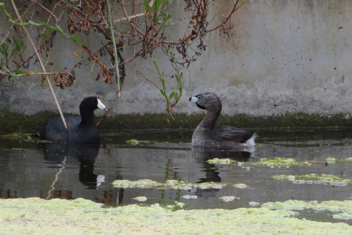 Pied-billed Grebe - ML59391431