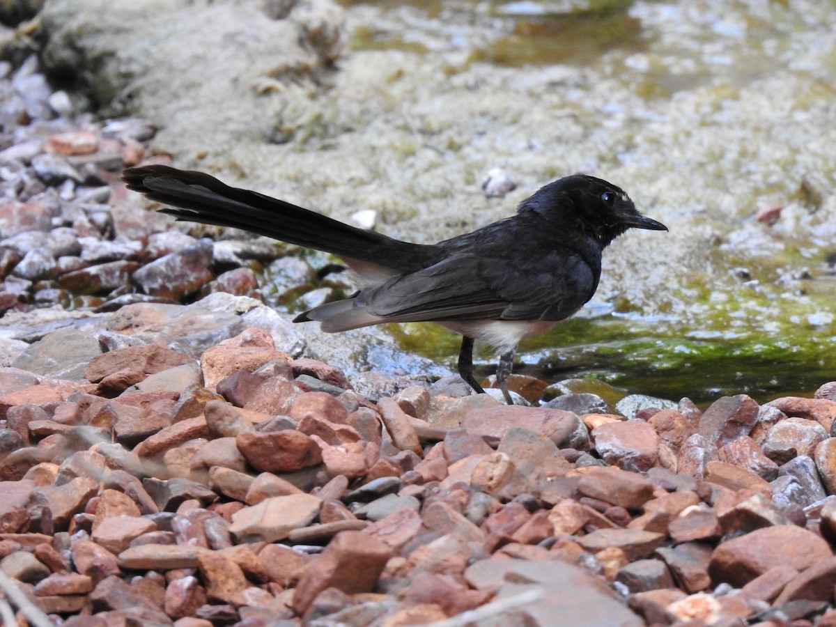Willie-wagtail - ML593914451