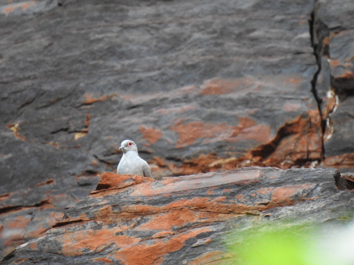 Diamond Dove - ML593914491