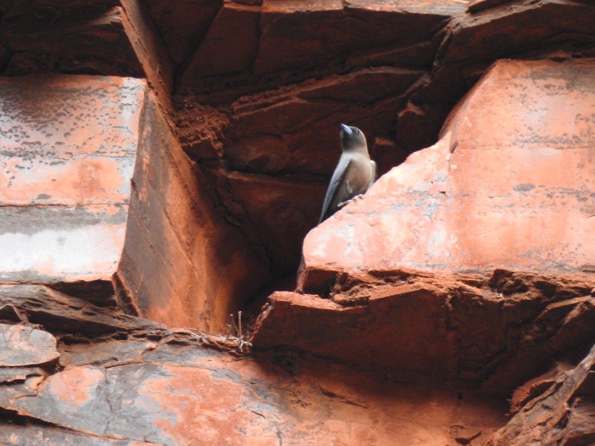 Little Woodswallow - ML593914561
