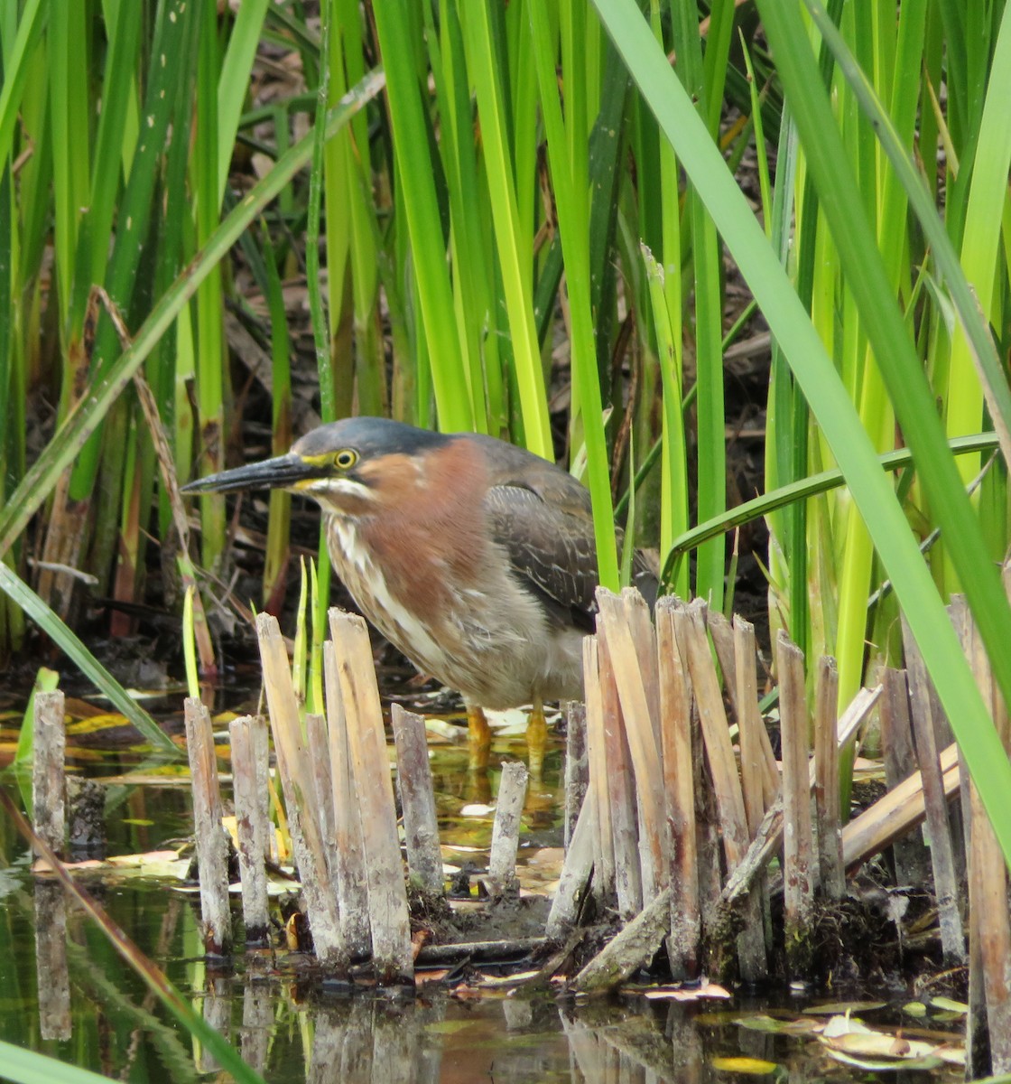 Green Heron - ML59391461