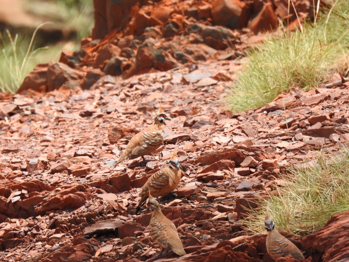 Spinifex Pigeon - Hannah Elliott