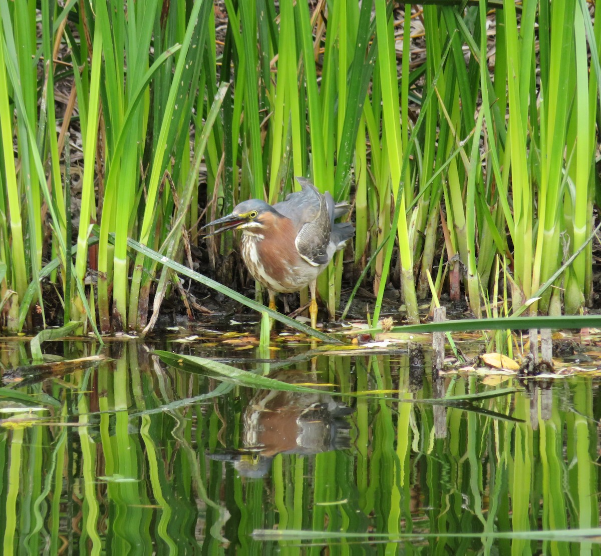 Green Heron - ML59391471