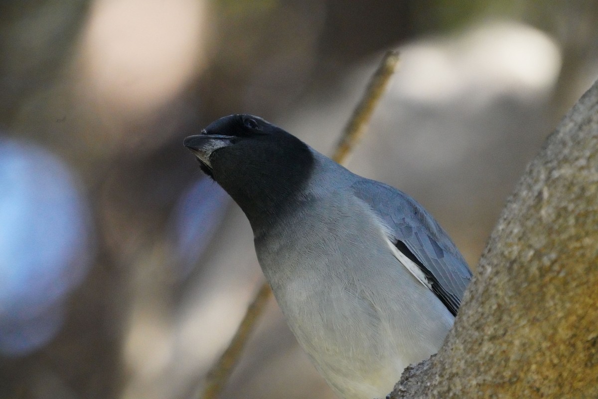 Black-faced Cuckooshrike - ML593914891