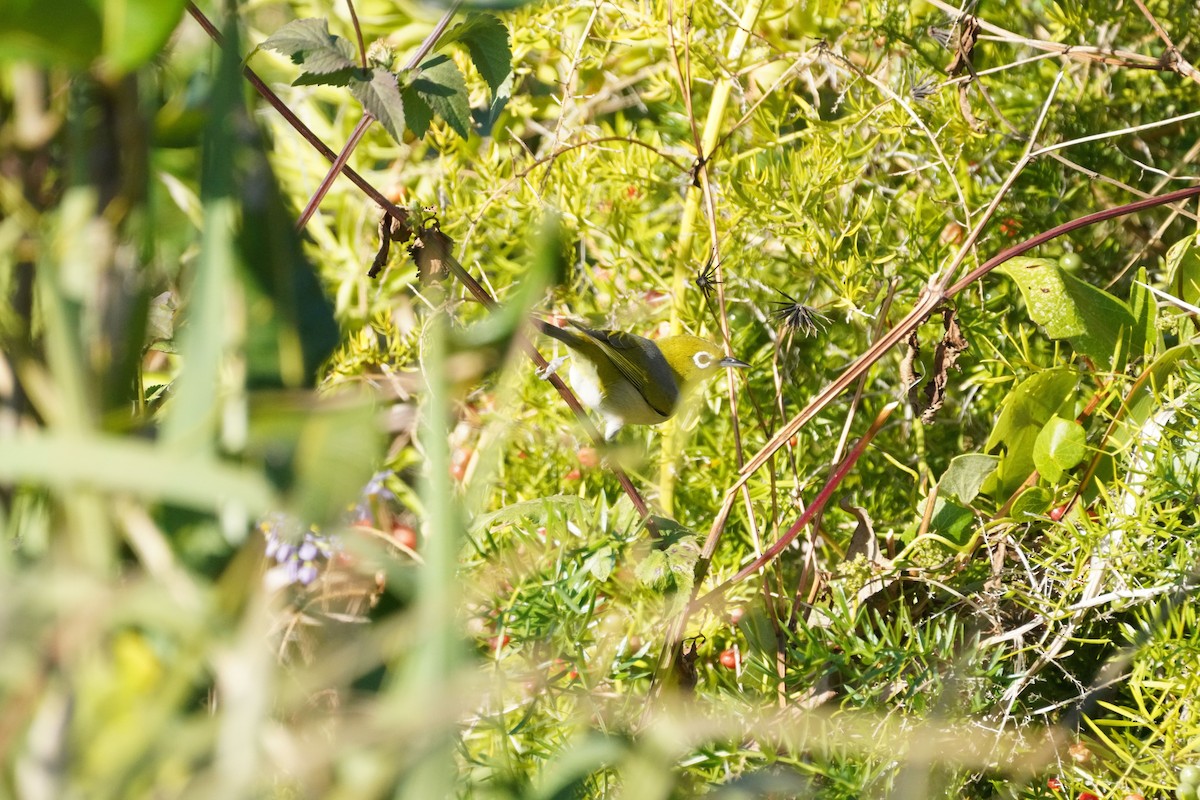 Silvereye - May Britton