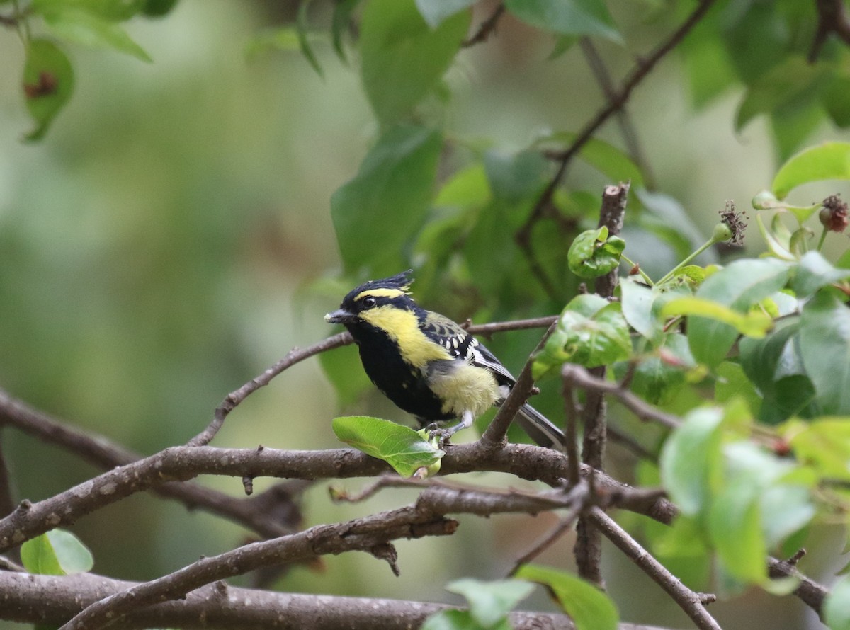 Himalayan Black-lored Tit - ML593915481