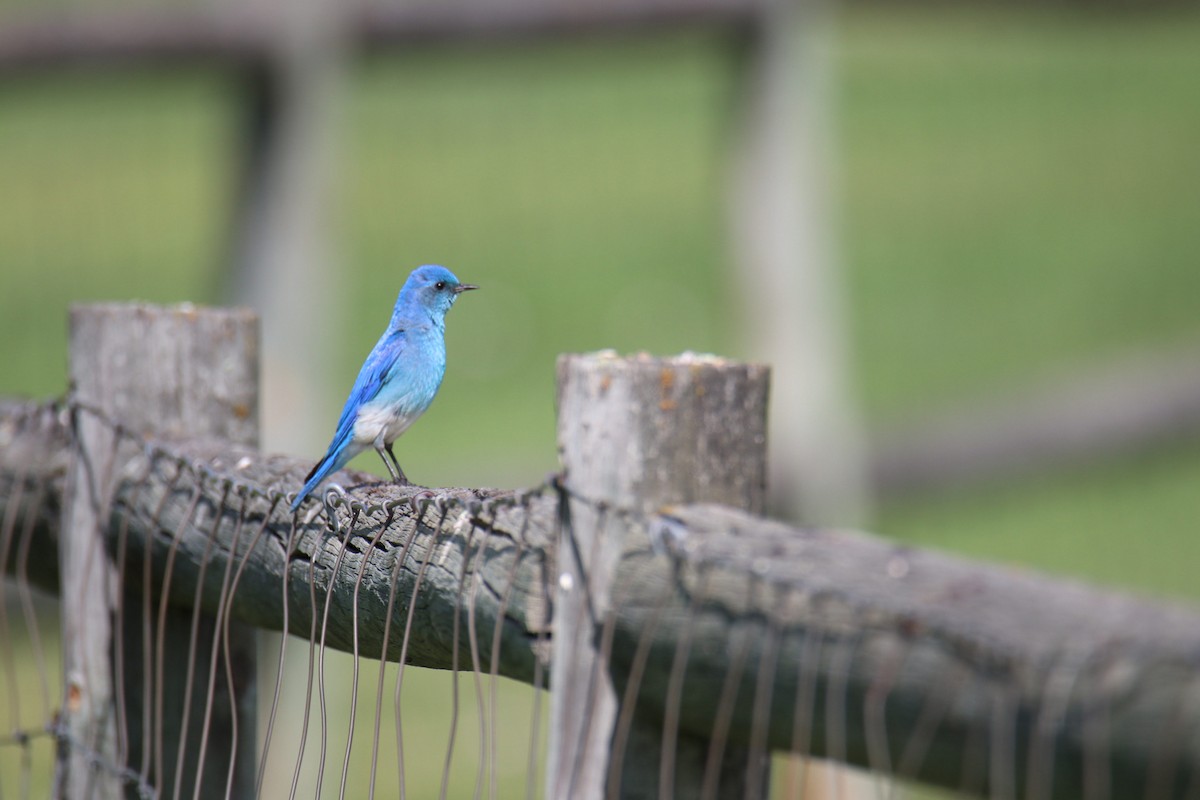 Mountain Bluebird - Ethan Green