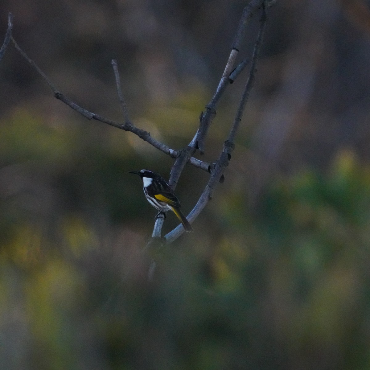 White-cheeked Honeyeater - ML593916931