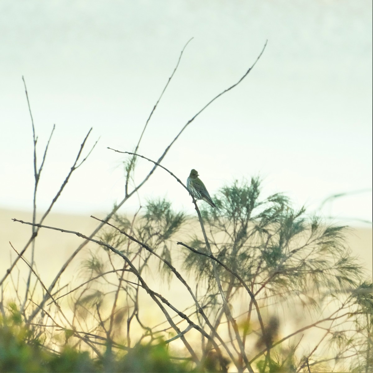 Olive-backed Oriole - May Britton