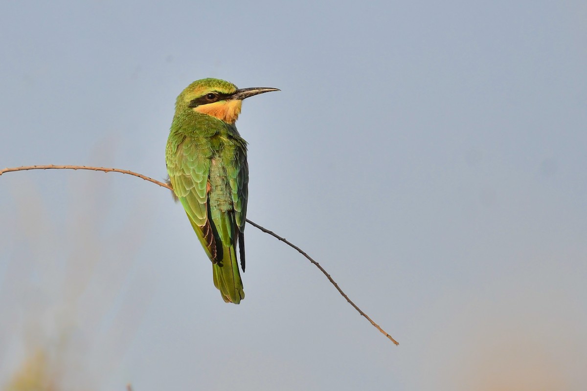 Blue-cheeked Bee-eater - ML593917631
