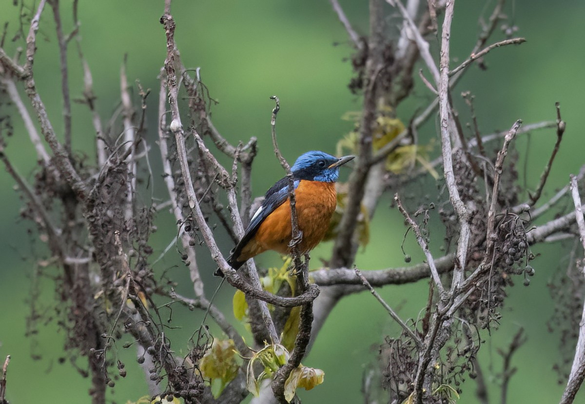 Blue-capped Rock-Thrush - ML593917931