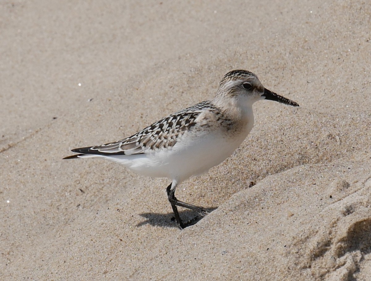 Sanderling - ML593918381