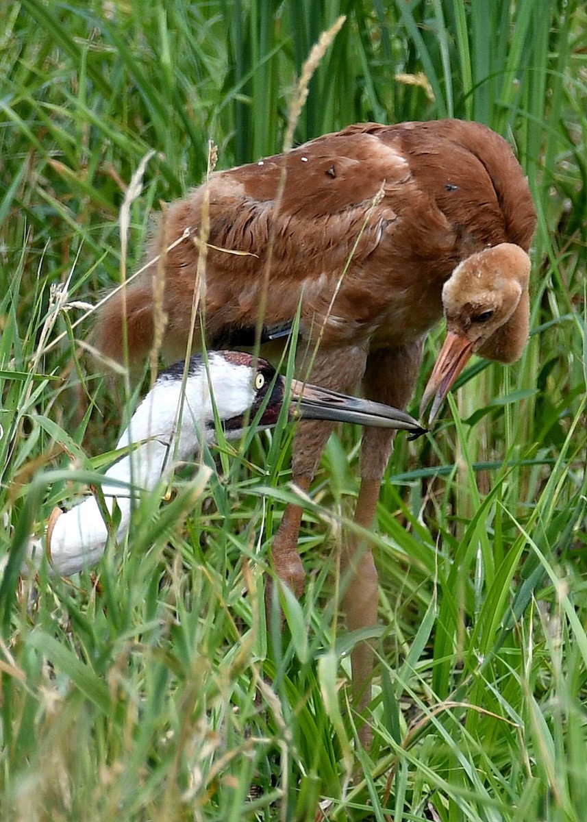 Whooping Crane - ML593918511