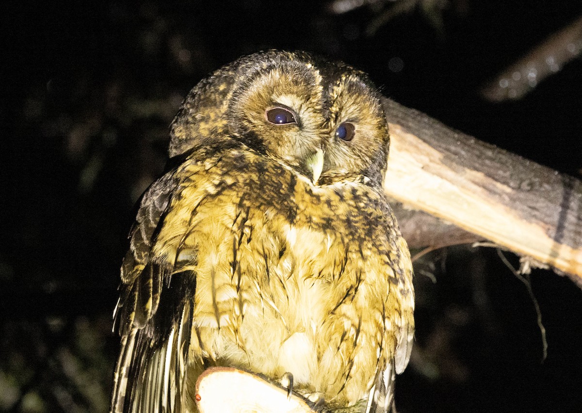 Himalayan Owl - Prabhakar T P
