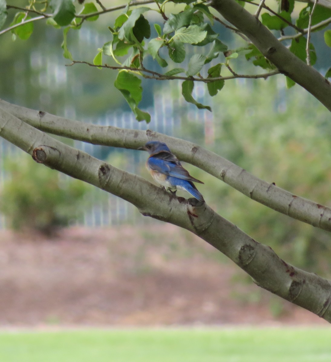 Western Bluebird - ML59391861