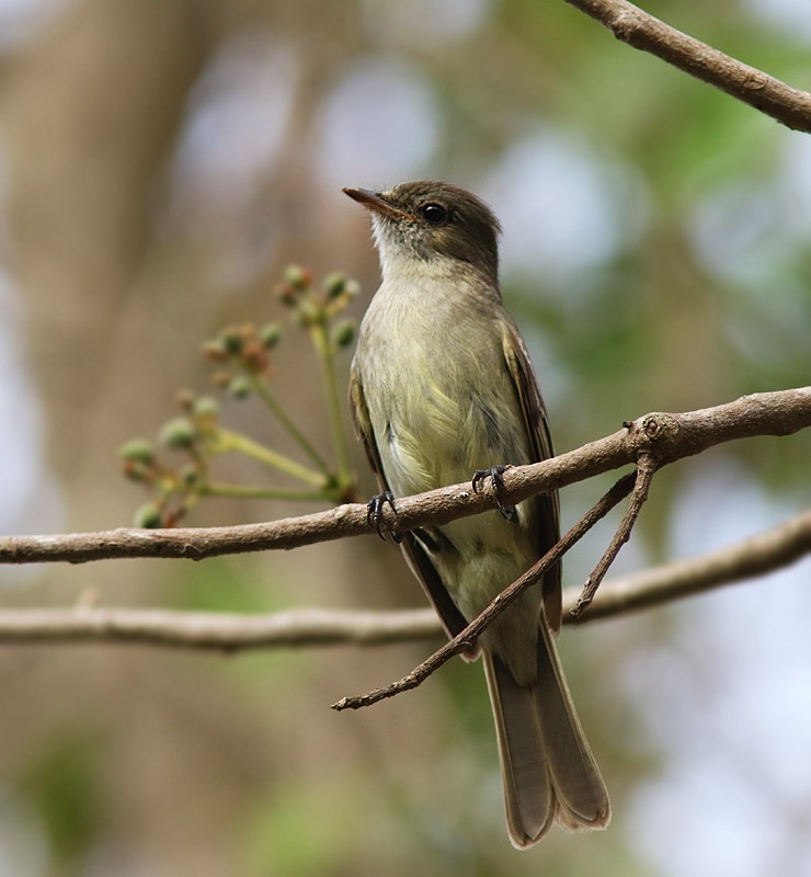 Caribbean Elaenia - ML59391871