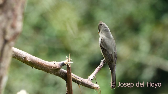 Trauerschnäppertyrann - ML593919081