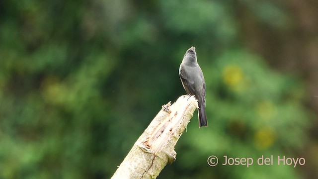 Dark Pewee - ML593919091