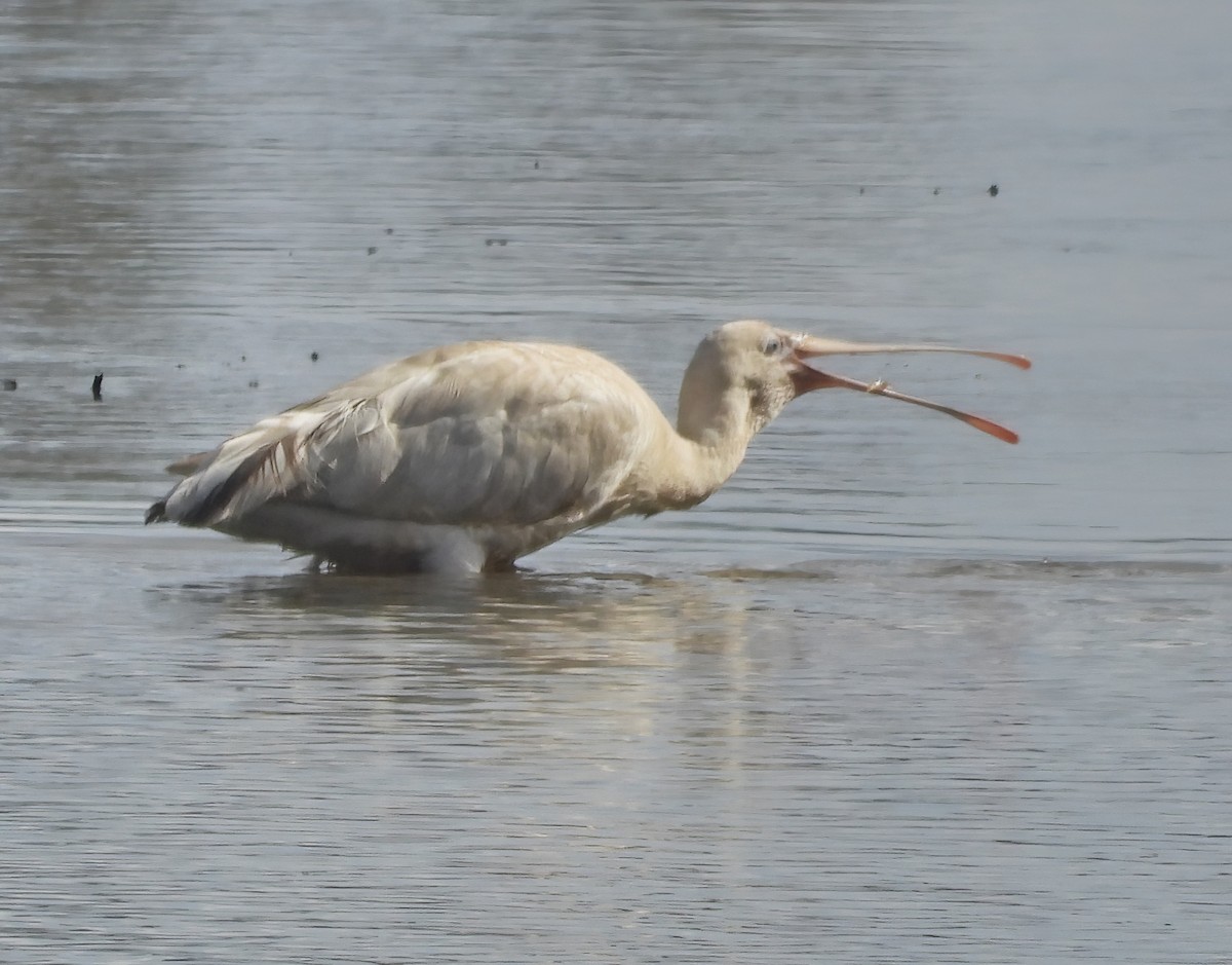 Yellow-billed Spoonbill - ML593919171