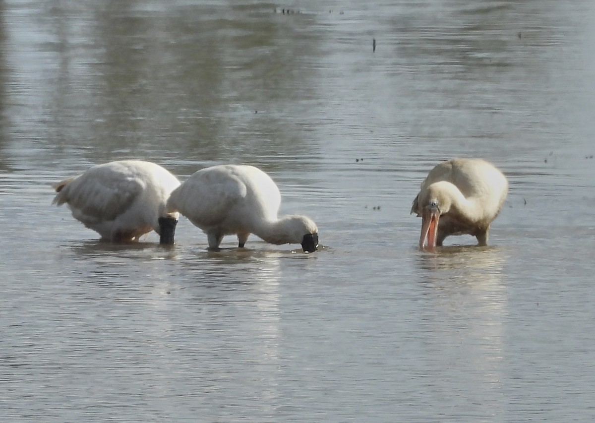 Yellow-billed Spoonbill - ML593919191