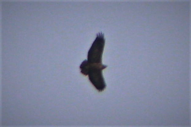 Black-chested Buzzard-Eagle - ML59391921