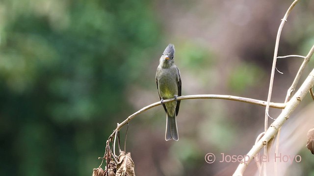 Dark Pewee - ML593919501