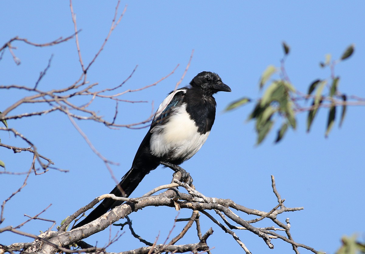 Eurasian Magpie - ML593919651