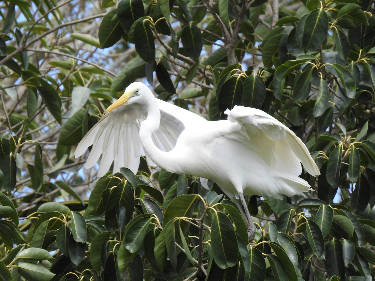 Great Egret - ML593919741