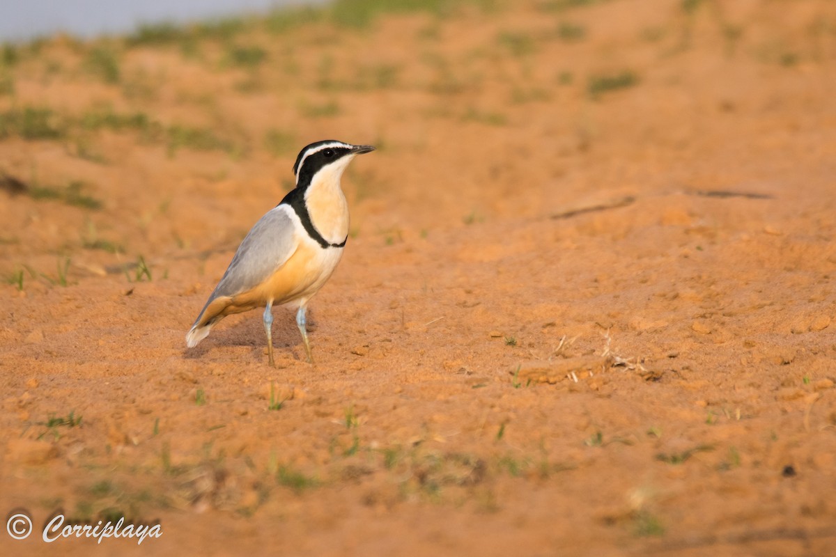 Egyptian Plover - Fernando del Valle