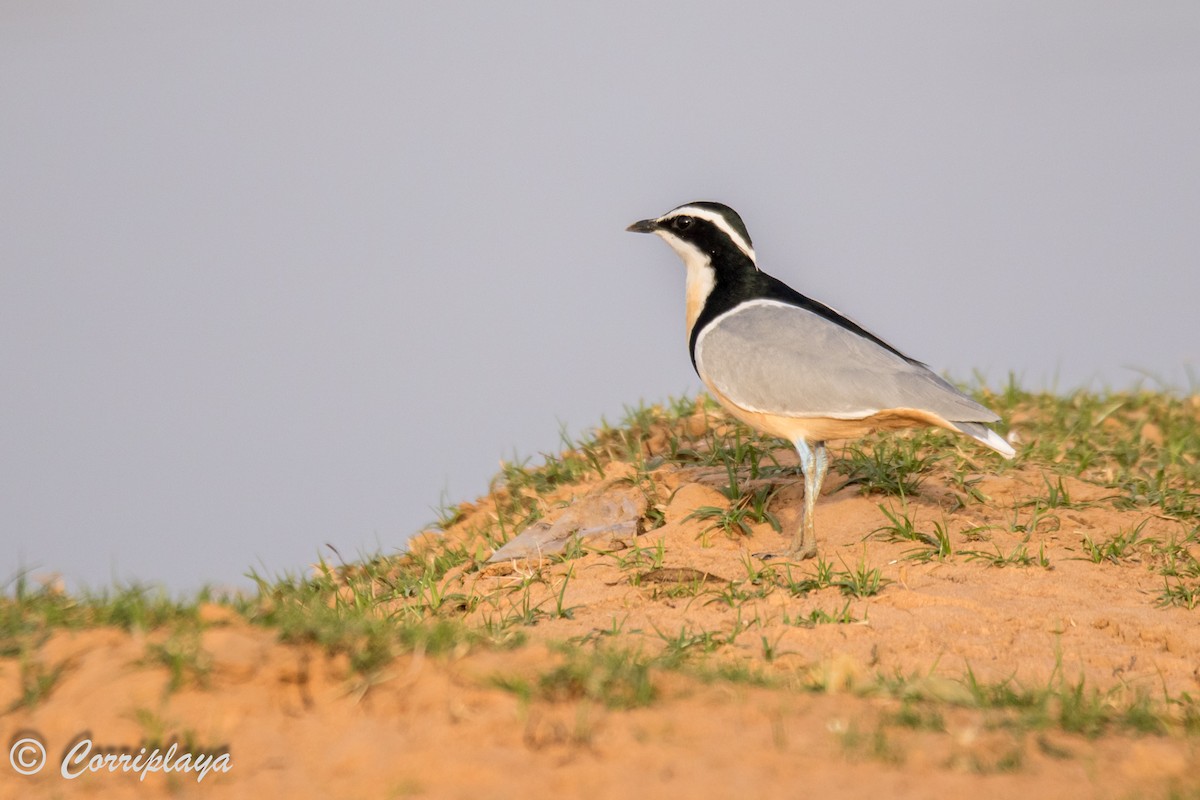 Egyptian Plover - Fernando del Valle