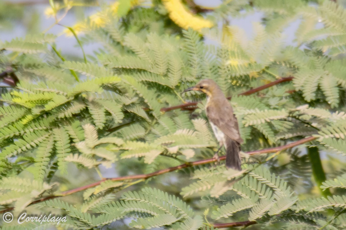 Beautiful Sunbird - Fernando del Valle