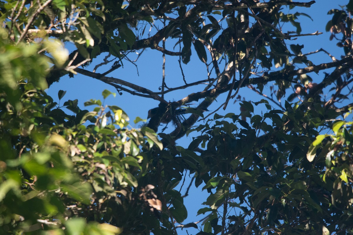 Bornean Treepie - ML593921321