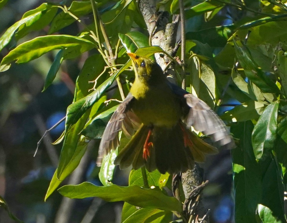 Bell Miner - Ian Kerr