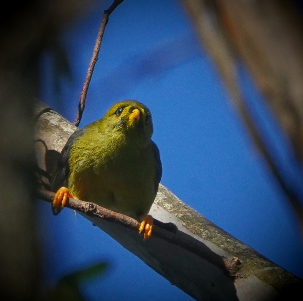 Bell Miner - Ian Kerr