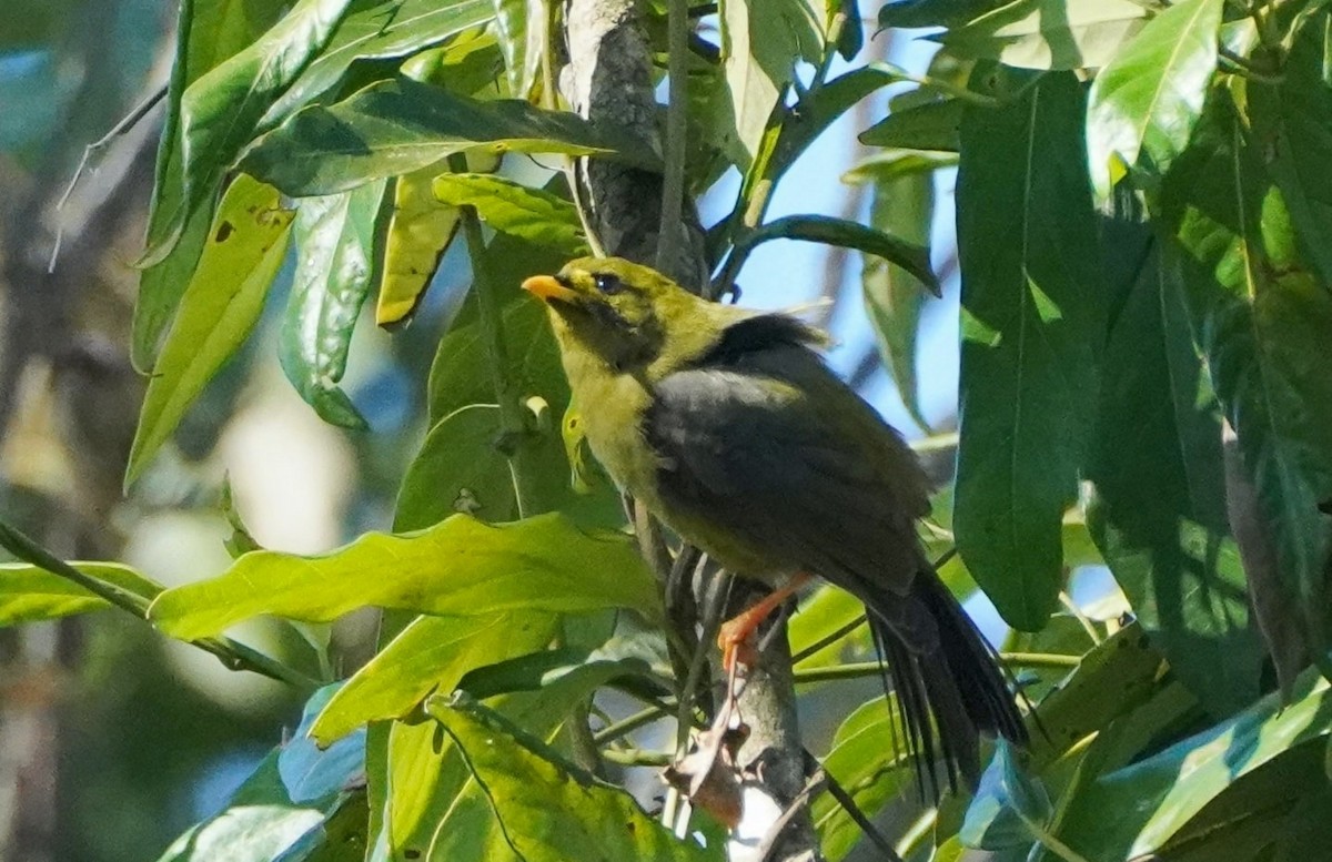 Bell Miner - Ian Kerr