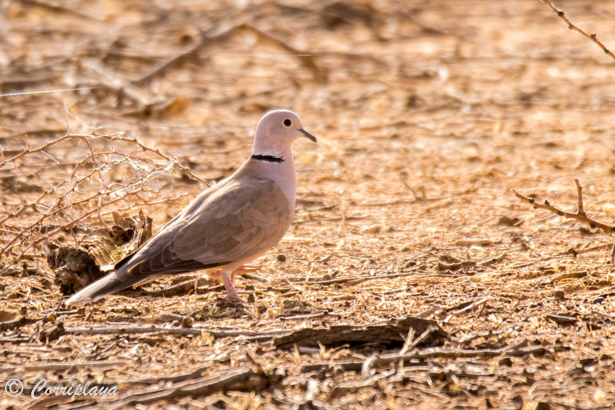 African Collared-Dove - ML593922321