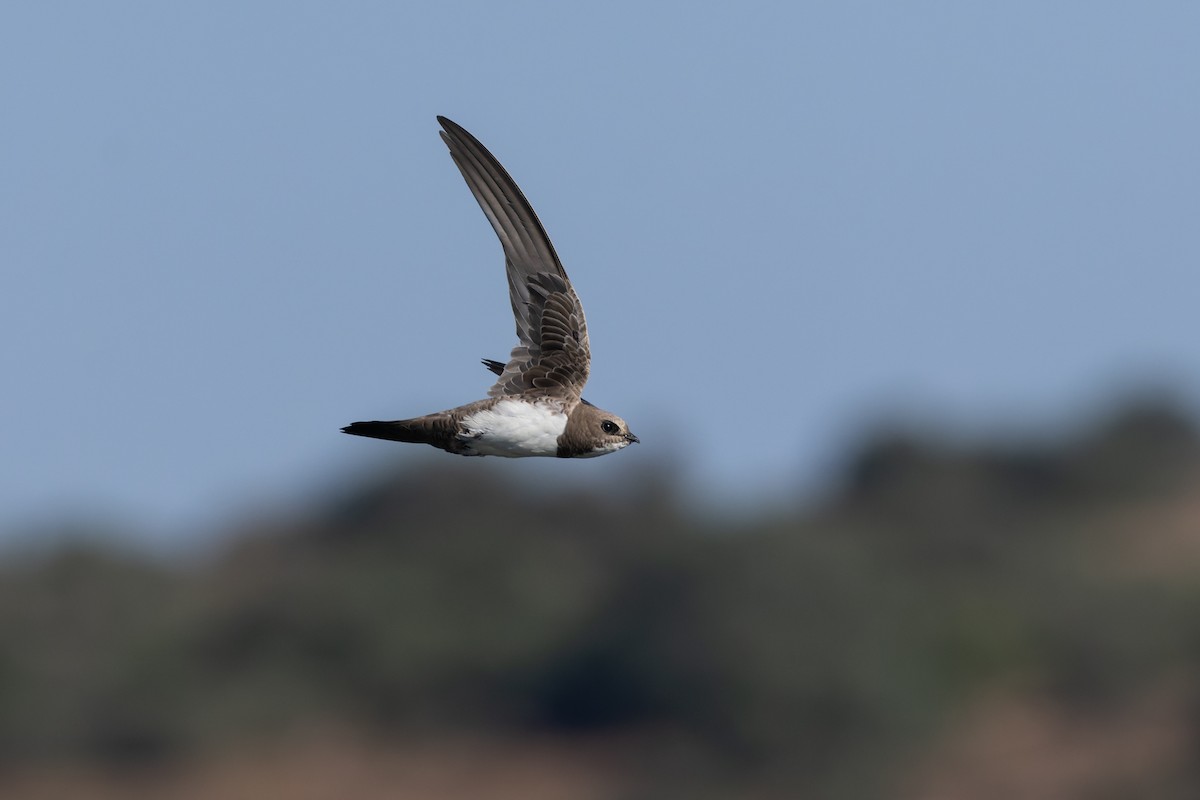 Alpine Swift - ML593922731