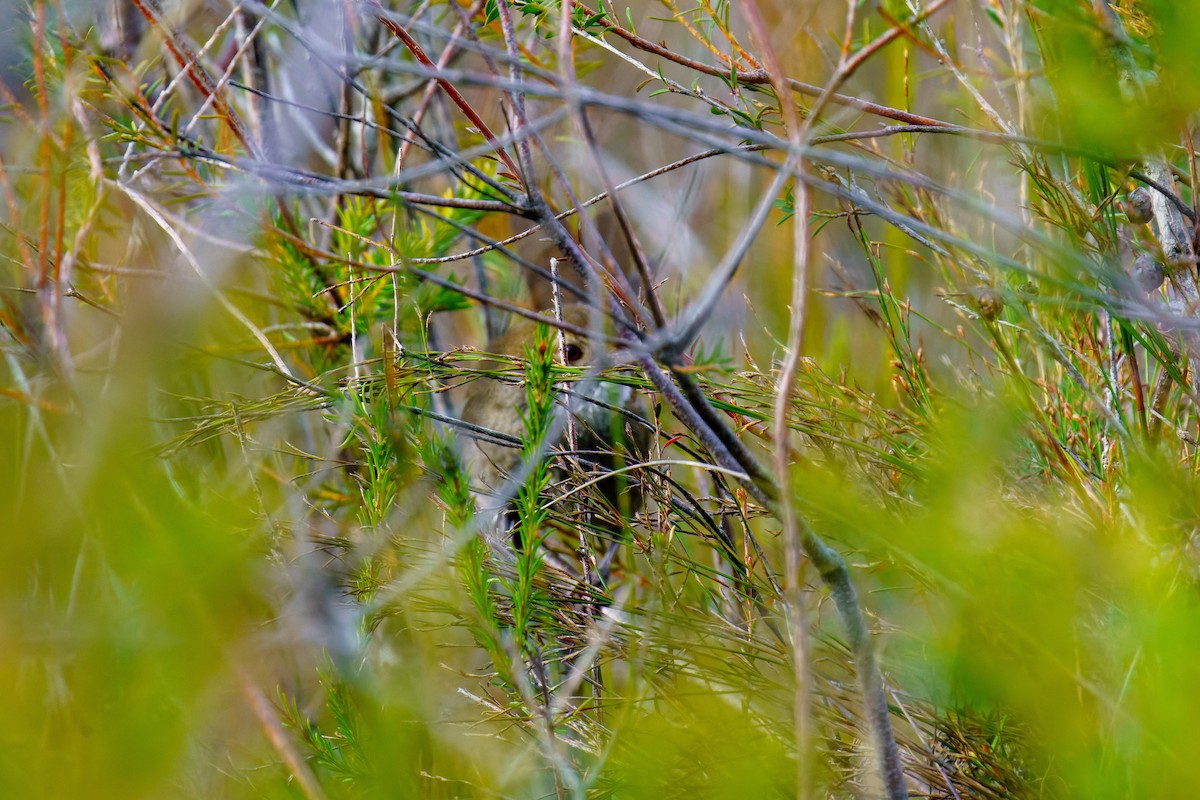 Eastern Bristlebird - ML593923971