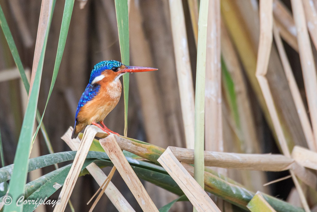 Malachite Kingfisher - ML593924171