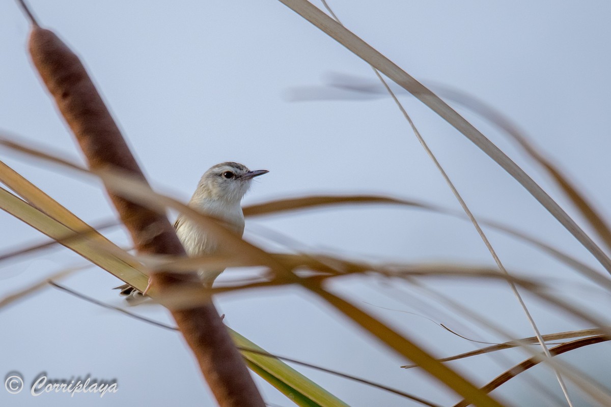 Prinia Fluvial - ML593924221