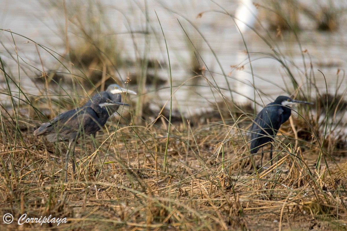 Western Reef-Heron - ML593924281