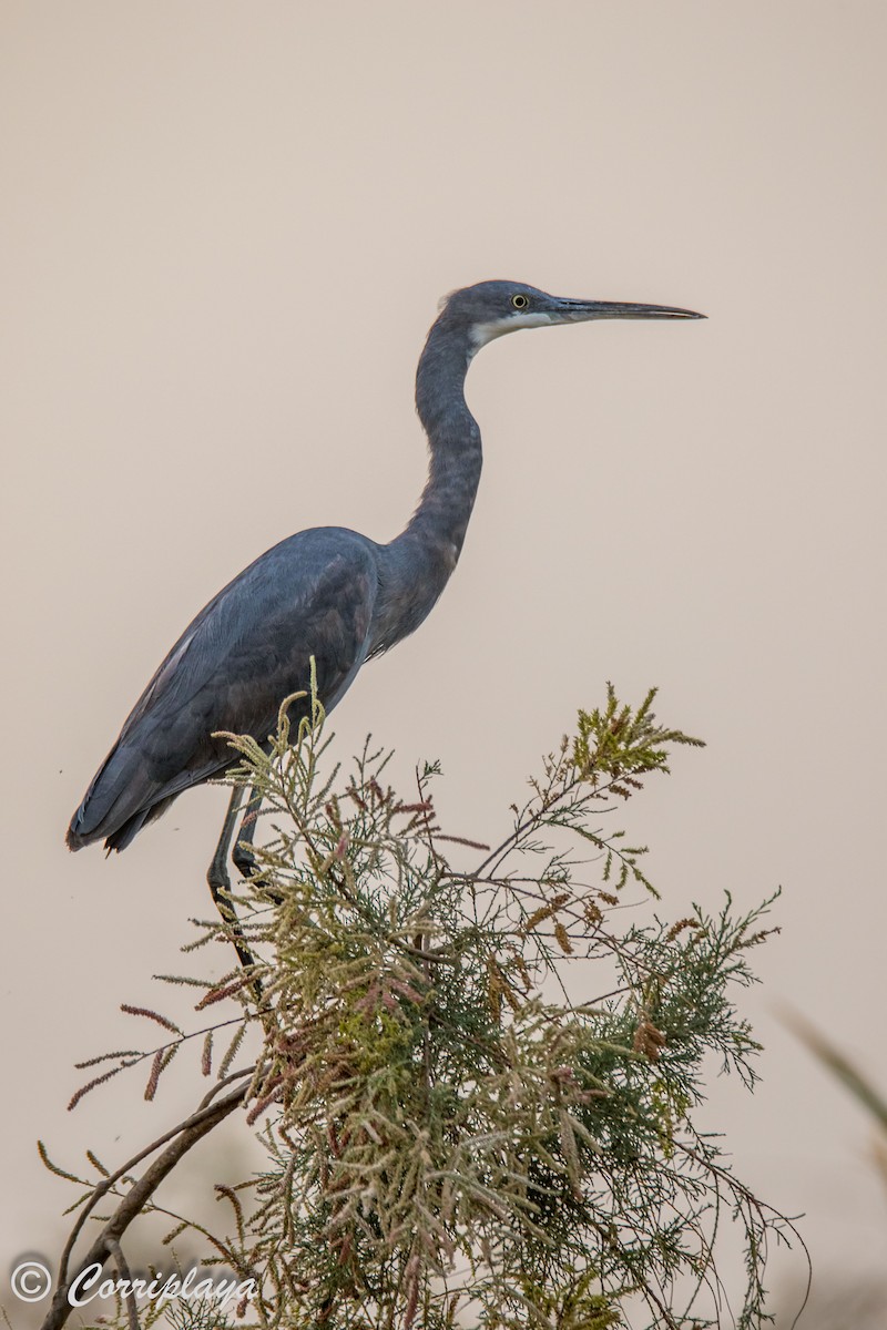 Western Reef-Heron - ML593924311