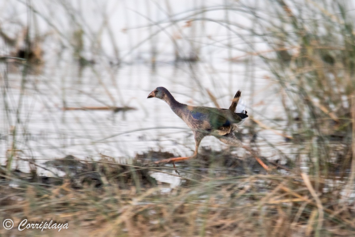 African Swamphen - Fernando del Valle