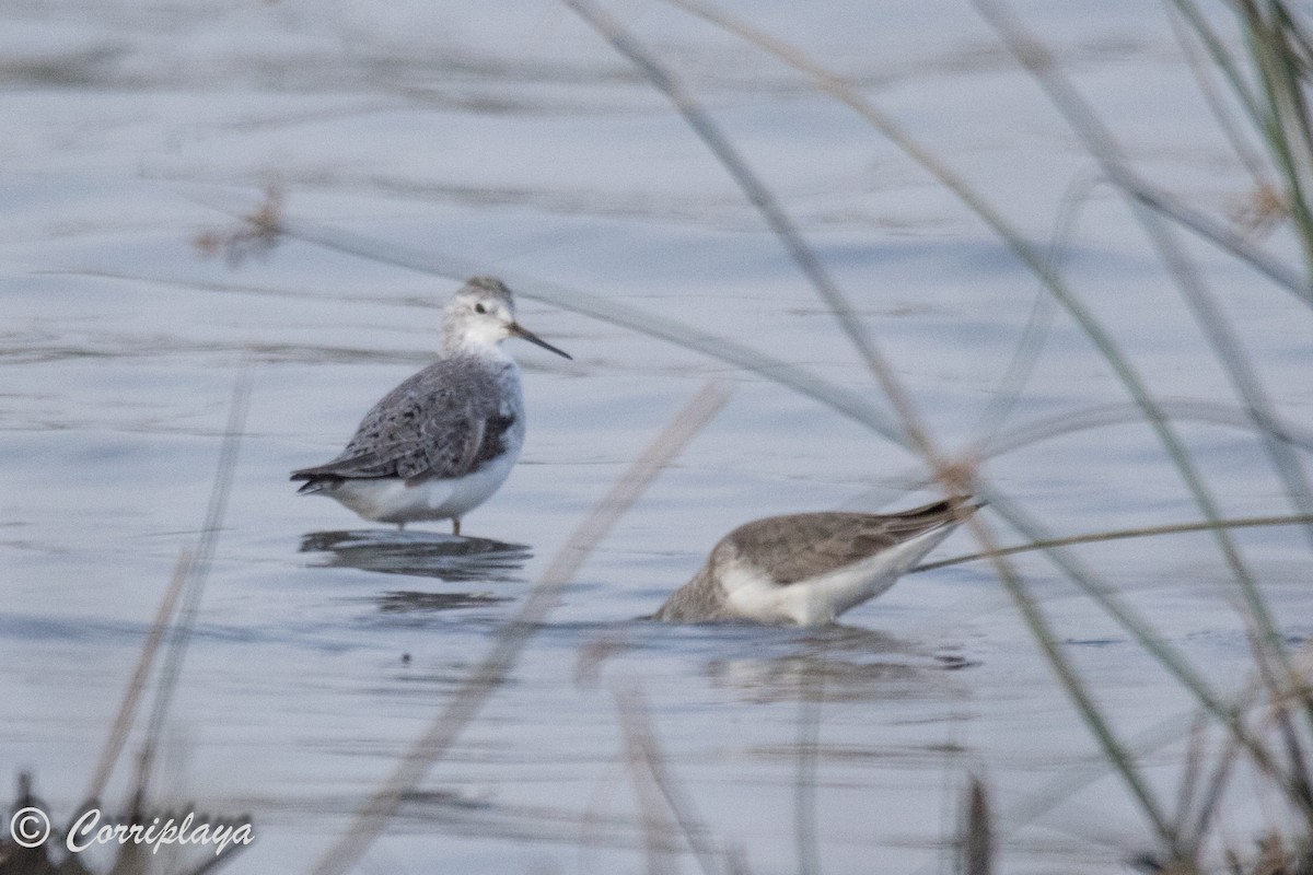 Marsh Sandpiper - ML593924491