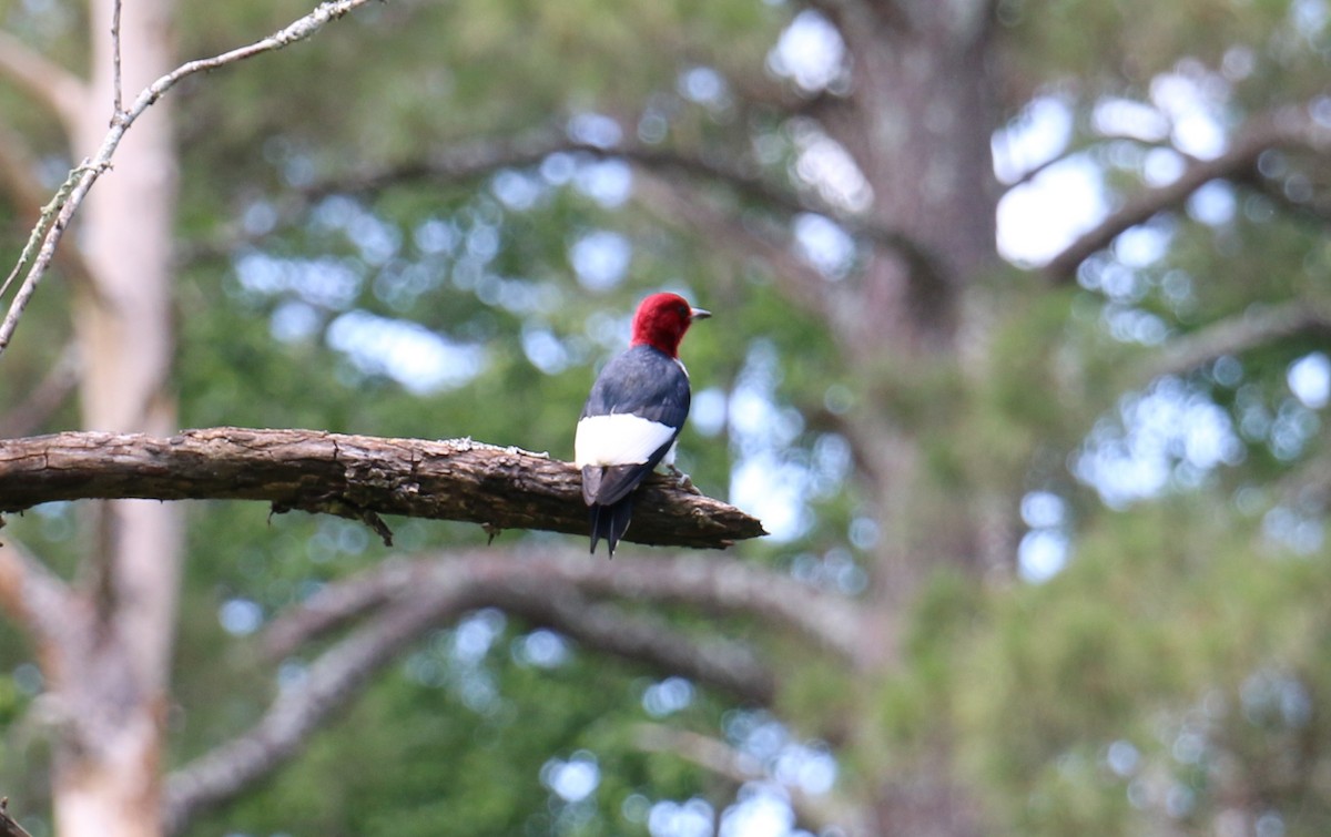 Red-headed Woodpecker - ML59392581