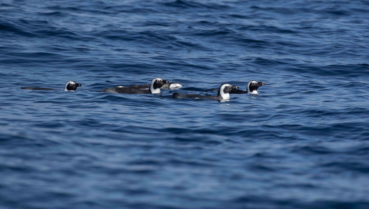 Pingüino de El Cabo - ML593925921