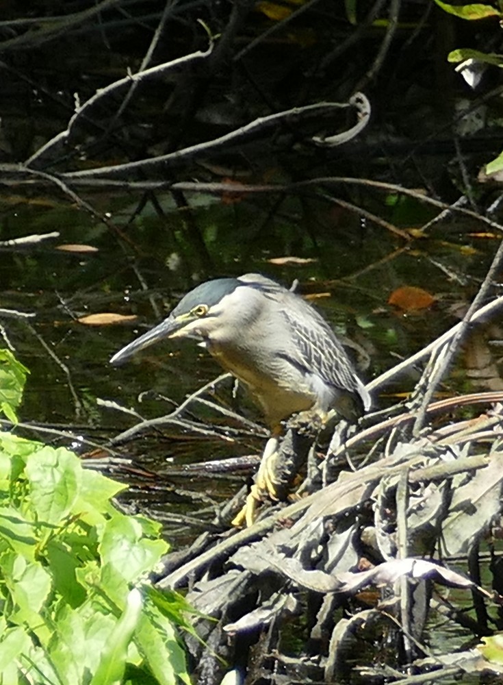 Striated Heron - ML593926321