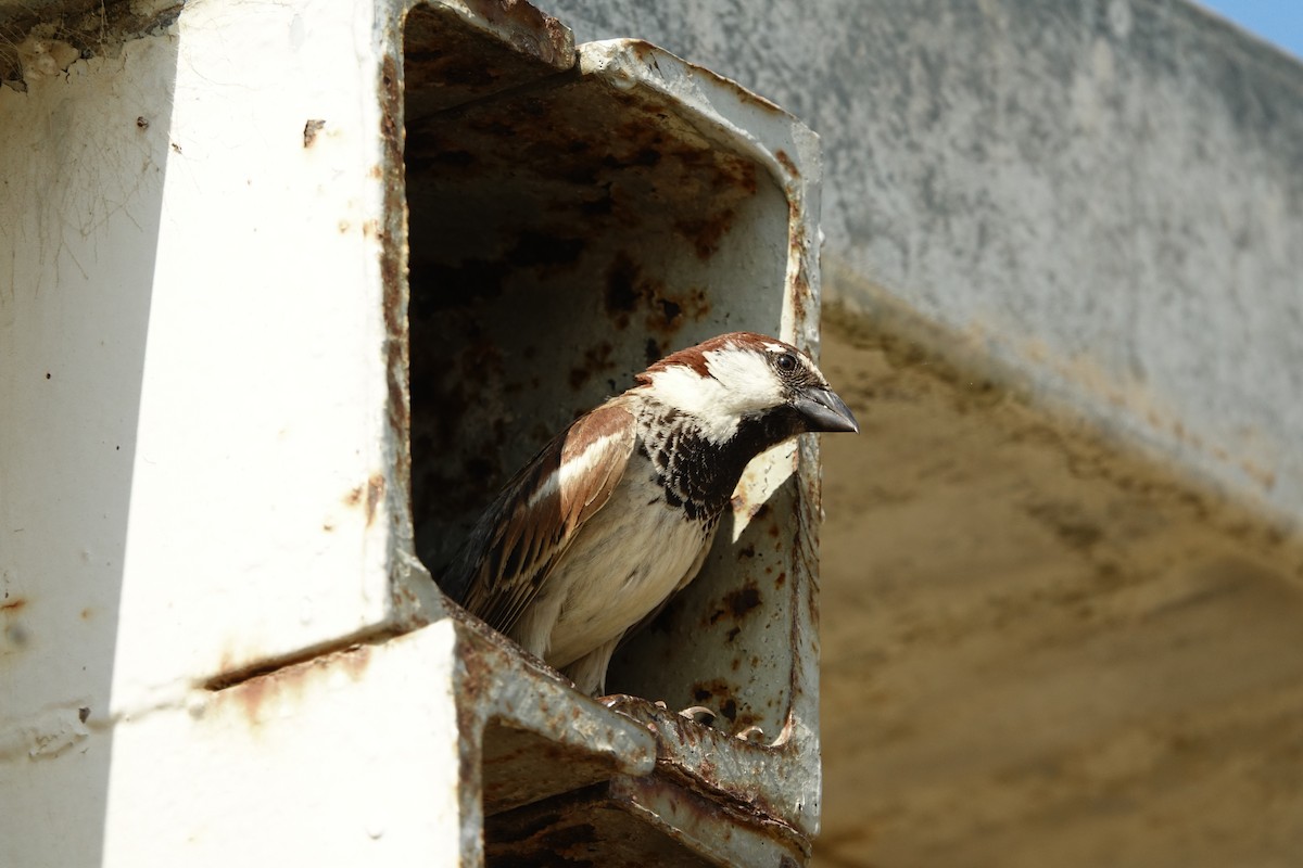 Italian Sparrow - ML593926851